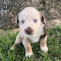 FRED - Red Merle Male, a male Miniature Australian Shepherd for sale in Higginsville, MO – 2 of 6