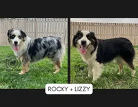 SNOW - Blue Merle Male, a male Miniature Australian Shepherd for sale in Higginsville, MO – 6 of 6