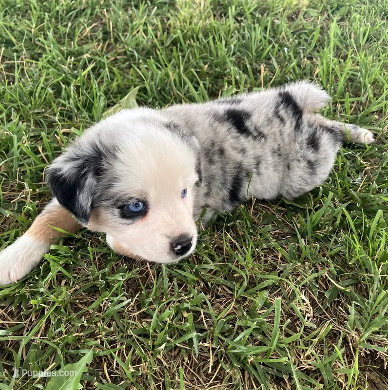 PO- Blue Merle Male – Miniature Australian Shepherd puppy for sale in Higginsville, MO