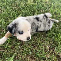PO- Blue Merle Male, a male Miniature Australian Shepherd for sale in Higginsville, MO – 1 of 5