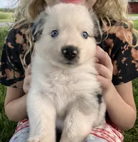 SNOW - Blue Merle Male, a male Miniature Australian Shepherd for sale in Higginsville, MO – 5 of 6