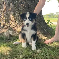 JOY - Black Tri Female, a female Miniature Australian Shepherd for sale in Higginsville, MO – 2 of 4