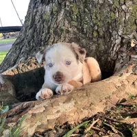 FRED - Red Merle Male, a male Miniature Australian Shepherd for sale in Higginsville, MO – 1 of 6