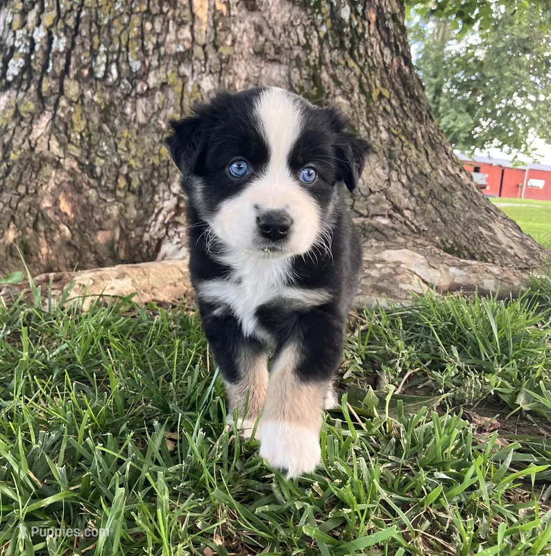 Mable - Black Tri Female – Miniature Australian Shepherd puppy for sale in Higginsville, MO