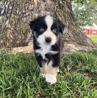 Mable - Black Tri Female, a female Miniature Australian Shepherd for sale in Higginsville, MO – 1 of 4
