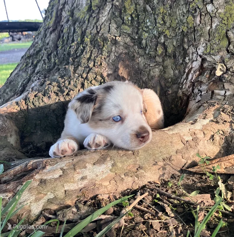 FRED - Red Merle Male – Miniature Australian Shepherd puppy for sale in Higginsville, MO