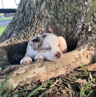 FRED - Red Merle Male, a male Miniature Australian Shepherd for sale in Higginsville, MO – 3 of 6