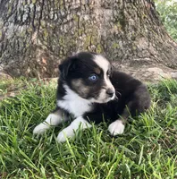 Tootsie - Black Tri Female, a female Miniature Australian Shepherd for sale in Higginsville, MO – 2 of 4