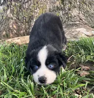 Mable - Black Tri Female, a female Miniature Australian Shepherd for sale in Higginsville, MO – 2 of 4