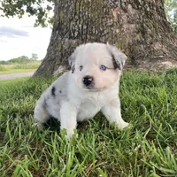 SNOW - Blue Merle Male, a male Miniature Australian Shepherd for sale in Higginsville, MO – 3 of 6