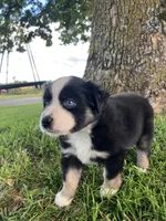 Mable - Black Tri Female, a female Miniature Australian Shepherd for sale in Higginsville, MO – 3 of 4