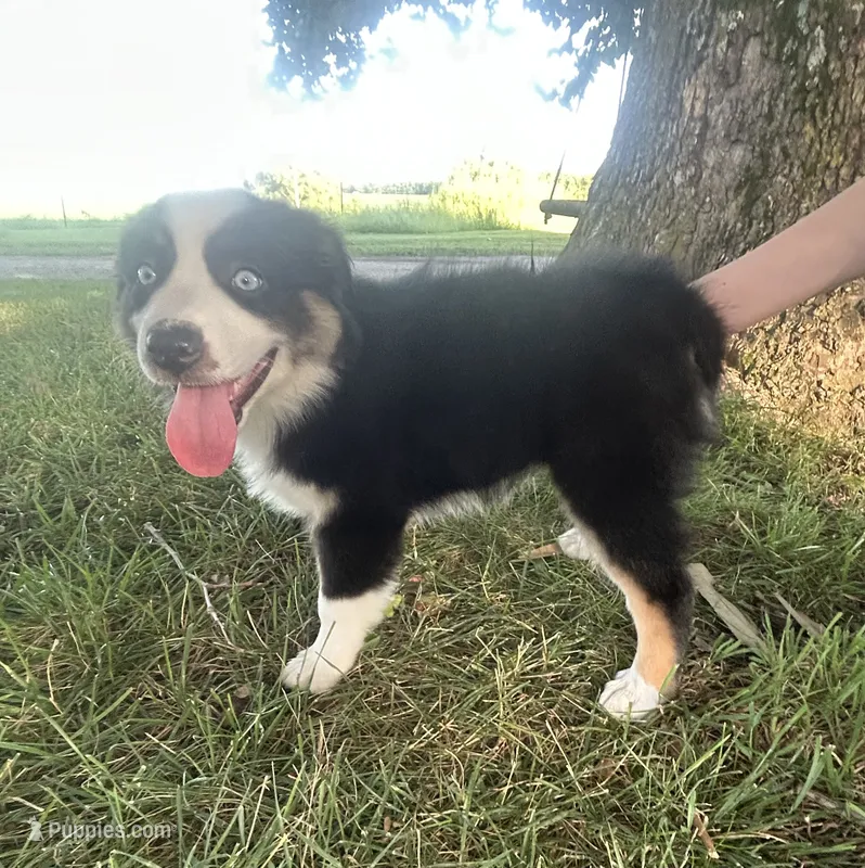 Bossy - Black Tri Female – Miniature Australian Shepherd puppy for sale in Higginsville, MO