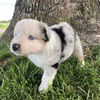 SNOW - Blue Merle Male, a male Miniature Australian Shepherd for sale in Higginsville, MO – 4 of 6