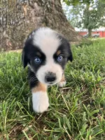 Travis - Black Tri Male, a male Miniature Australian Shepherd for sale in Higginsville, MO – 3 of 5