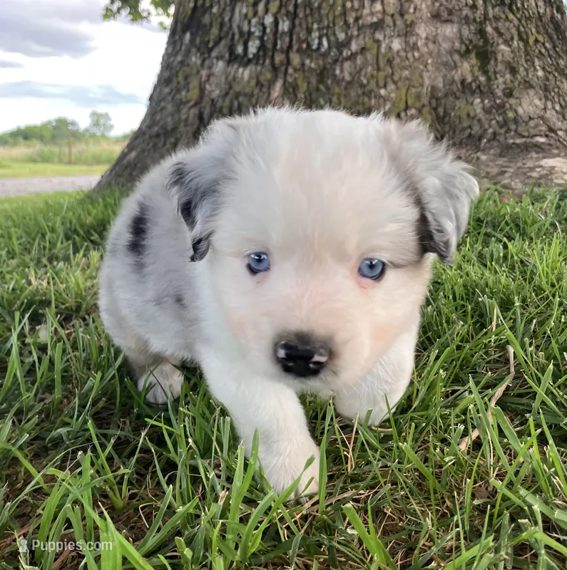SNOW - Blue Merle Male – Miniature Australian Shepherd puppy for sale in Higginsville, MO
