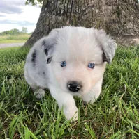 SNOW - Blue Merle Male, a male Miniature Australian Shepherd for sale in Higginsville, MO – 1 of 6