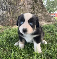 JOY - Black Tri Female, a female Miniature Australian Shepherd for sale in Higginsville, MO – 3 of 4