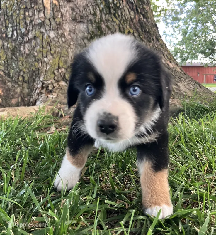 Travis - Black Tri Male – Miniature Australian Shepherd puppy for sale in Higginsville, MO