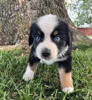 Travis - Black Tri Male, a male Miniature Australian Shepherd for sale in Higginsville, MO – 2 of 5
