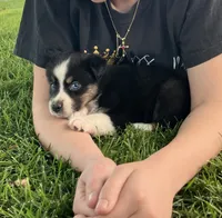 Tootsie - Black Tri Female, a female Miniature Australian Shepherd for sale in Higginsville, MO – 3 of 4