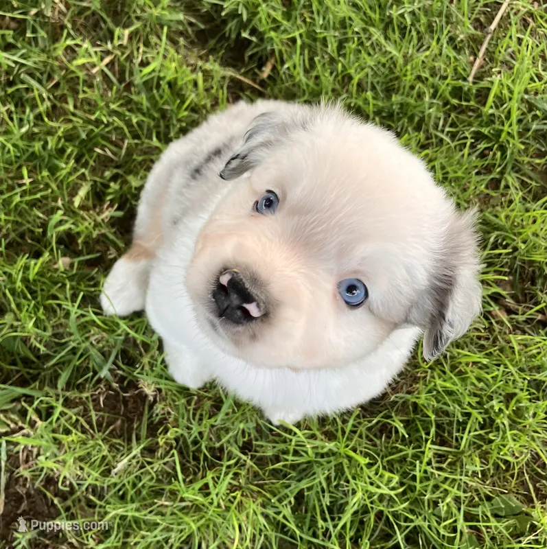 SNOW - Blue Merle Male – Miniature Australian Shepherd puppy for sale in Higginsville, MO
