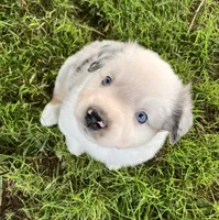 SNOW - Blue Merle Male, a male Miniature Australian Shepherd for sale in Higginsville, MO – 2 of 6