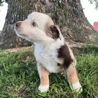 FRED - Red Merle Male, a male Miniature Australian Shepherd for sale in Higginsville, MO – 4 of 6