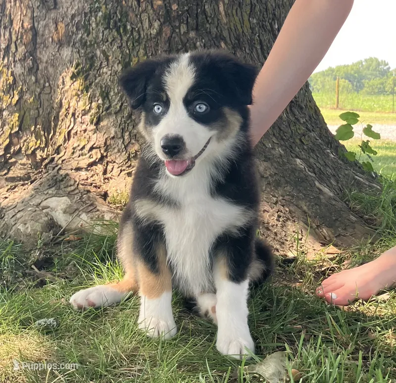 JOY - Black Tri Female – Miniature Australian Shepherd puppy for sale in Higginsville, MO