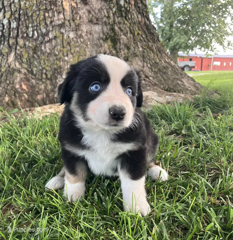 Bossy - Black Tri Female – Miniature Australian Shepherd puppy for sale in Higginsville, MO
