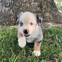 PO- Blue Merle Male, a male Miniature Australian Shepherd for sale in Higginsville, MO – 2 of 5