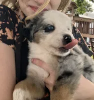 PO- Blue Merle Male, a male Miniature Australian Shepherd for sale in Higginsville, MO – 4 of 5