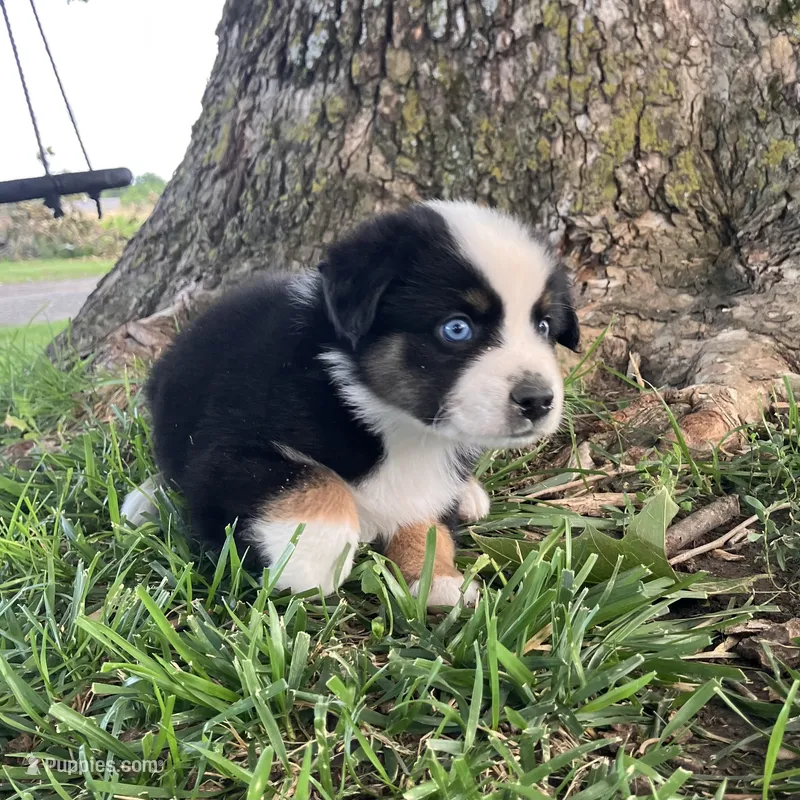 Travis - Black Tri Male – Miniature Australian Shepherd puppy for sale in Higginsville, MO