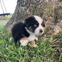 Travis - Black Tri Male, a male Miniature Australian Shepherd for sale in Higginsville, MO – 1 of 5