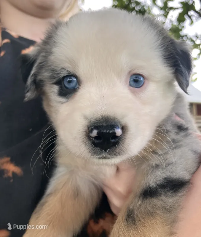 PO- Blue Merle Male – Miniature Australian Shepherd puppy for sale in Higginsville, MO