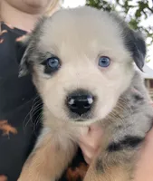 PO- Blue Merle Male, a male Miniature Australian Shepherd for sale in Higginsville, MO – 3 of 5