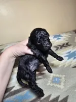 Solid black 1, a male Miniature Goldendoodle for sale in Short Pump, VA – Photo 2 of 2