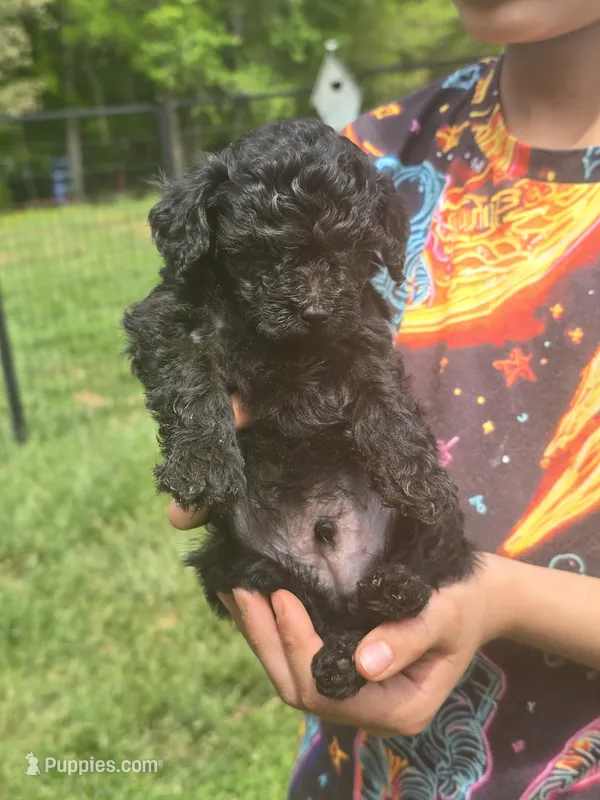 Solid black 1 – Miniature Goldendoodle puppy for sale in Short Pump, VA