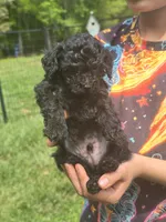 Solid black 1, a male Miniature Goldendoodle for sale in Short Pump, VA – 1 of 3