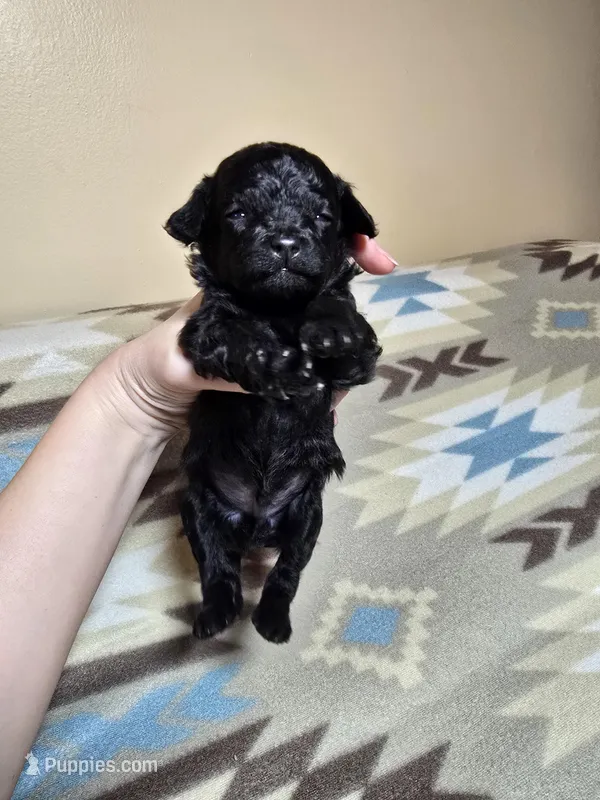 Solid black 1 – Miniature Goldendoodle puppy for sale in Short Pump, VA