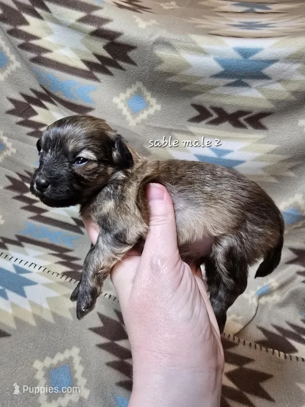 Sable male 2 – Miniature Goldendoodle puppy for sale in Short Pump, VA