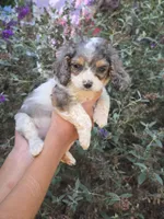 Rowan, a male Cockapoo for sale in Short Pump, VA – 2 of 2