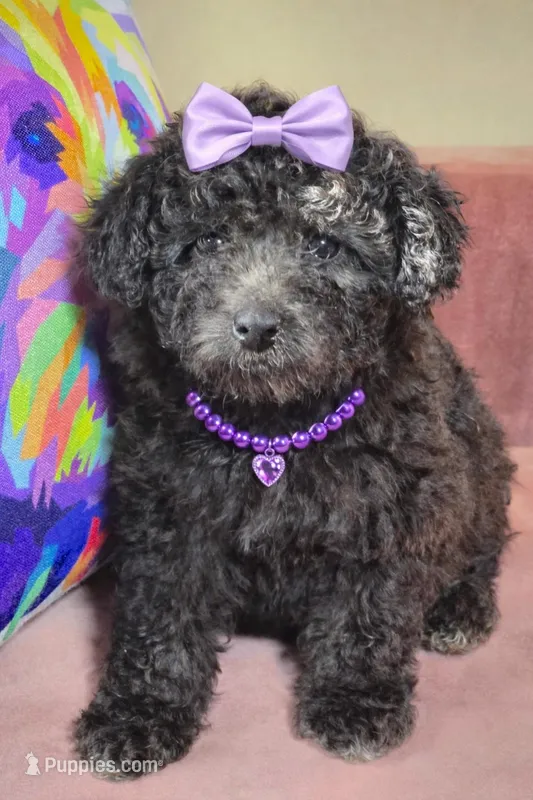Luna – Poodle - Miniature  puppy for sale in Short Pump, VA
