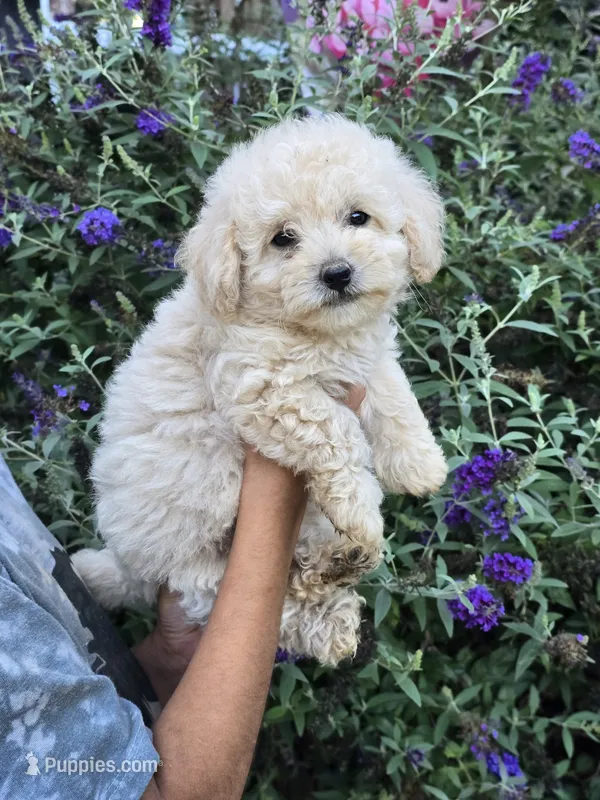 Sasha – Miniature Goldendoodle puppy for sale in Short Pump, VA