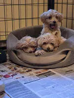 Acadia, a female Cockapoo for sale in Short Pump, VA – Photo 1 of 3