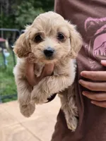 Acadia, a female Cockapoo for sale in Short Pump, VA – Photo 3 of 3
