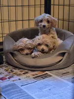 Acadia, a female Cockapoo for sale in Short Pump, VA – Photo 2 of 3