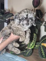 Freya chocolate merle, a female Cockapoo for sale in Short Pump, VA – 3 of 3