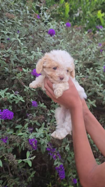 Princess, a female Cockapoo for sale in Short Pump, VA – 4 of 4