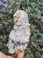 Willow, a female Cockapoo for sale in Short Pump, VA – 2 of 2