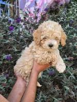 Maple, a female Cockapoo for sale in Short Pump, VA – 2 of 2